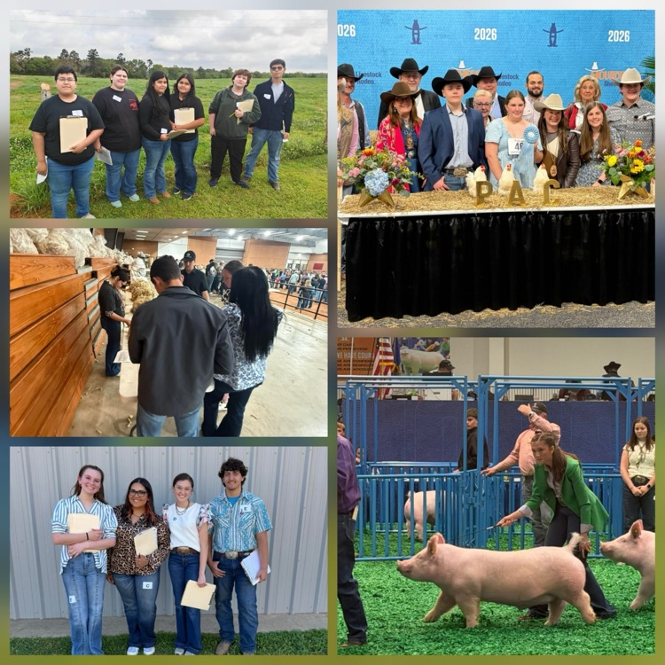 FFA students compete at the Houston livestock show