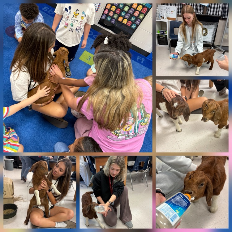 small animal class bottle feeds baby goats