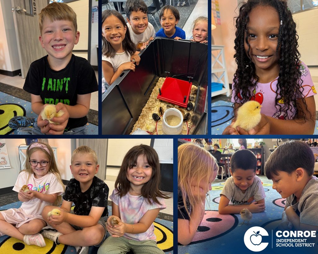 Students hold and observe baby chicks that recently hatched in their classroom.