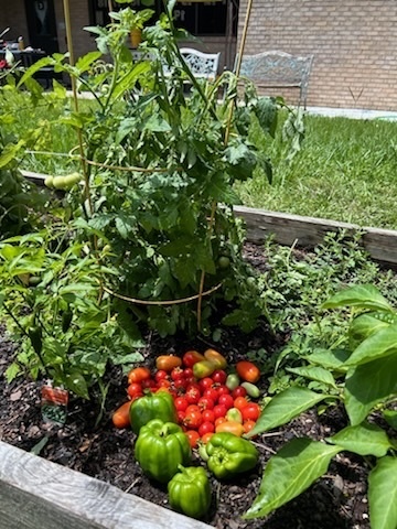 Vegetable garden