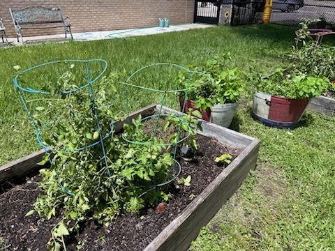 Vegetable garden