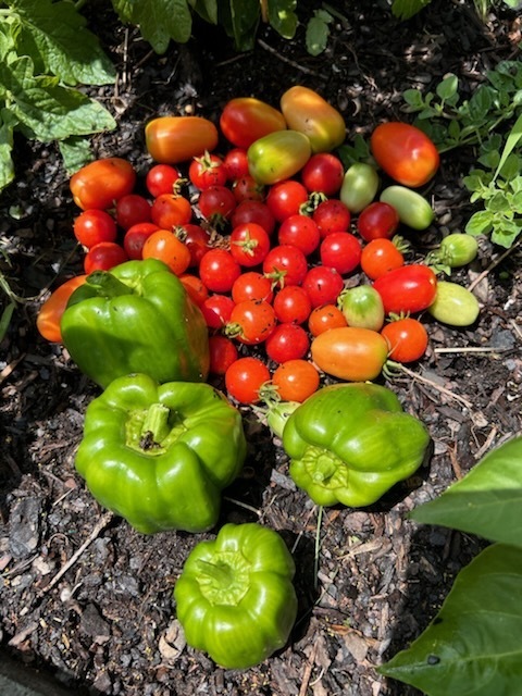 Vegetable garden