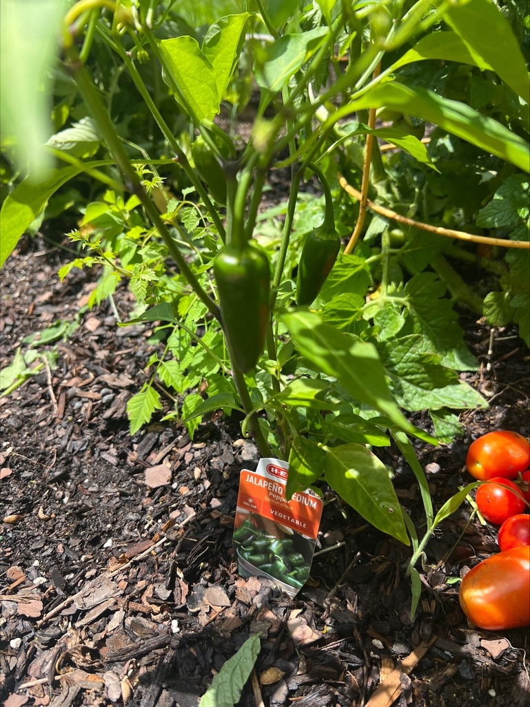 Vegetable garden