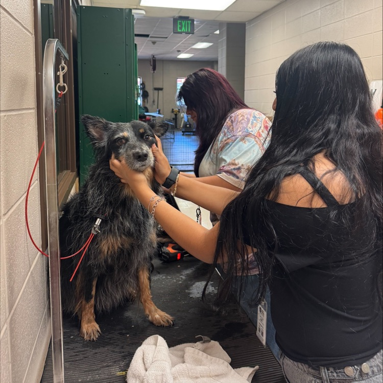 doggy daycare