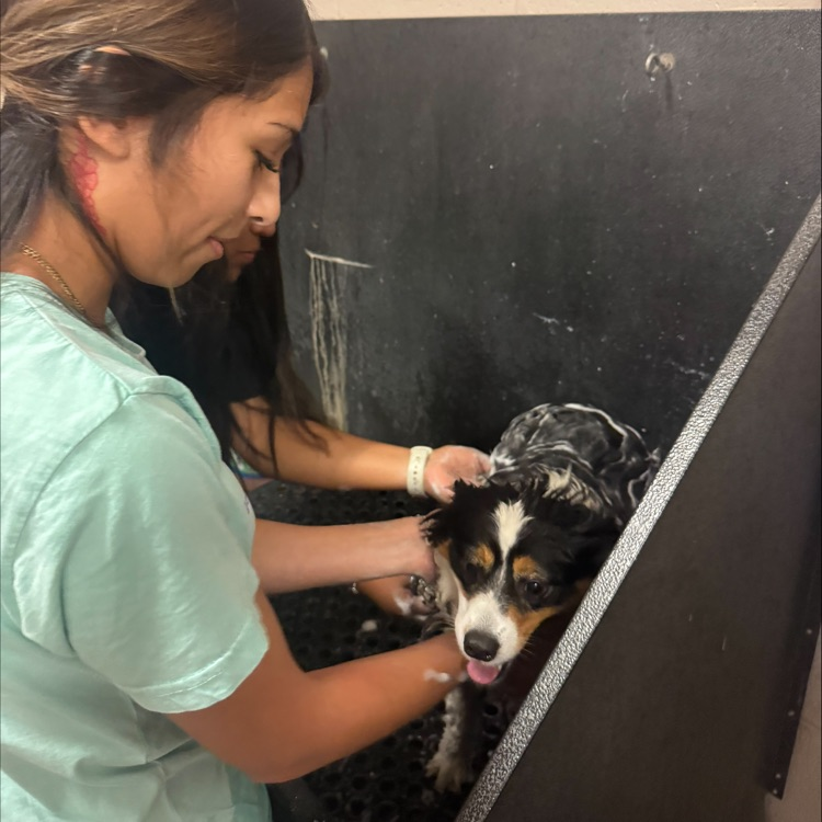 doggy daycare