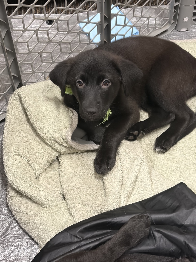Teachers and puppies