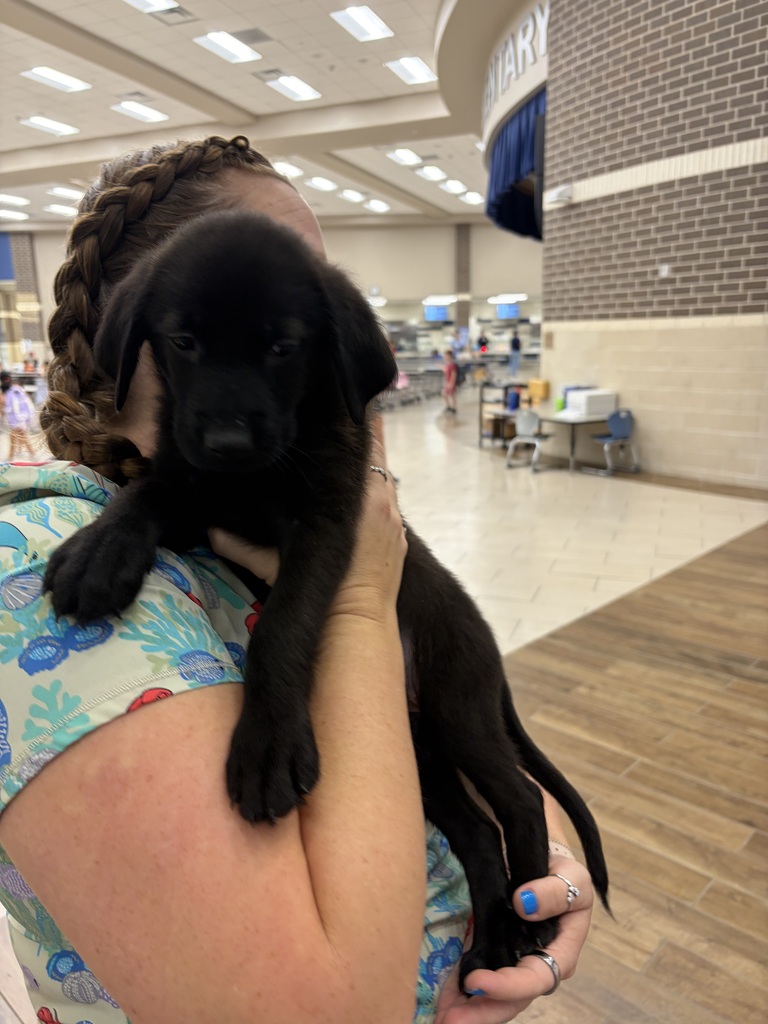 Teachers and puppies