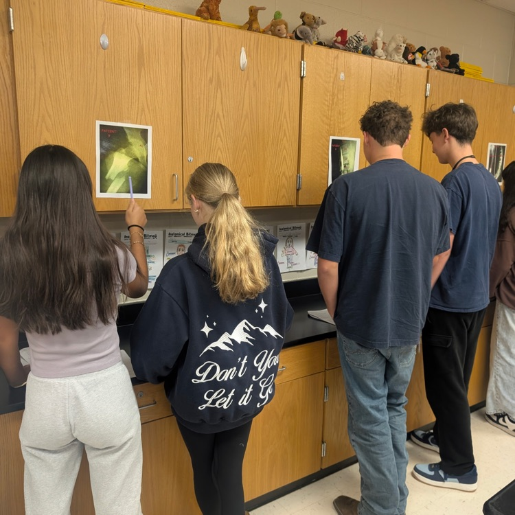 Freshman Med Terms students analyzing patient X-rays for skeleton system injuries.