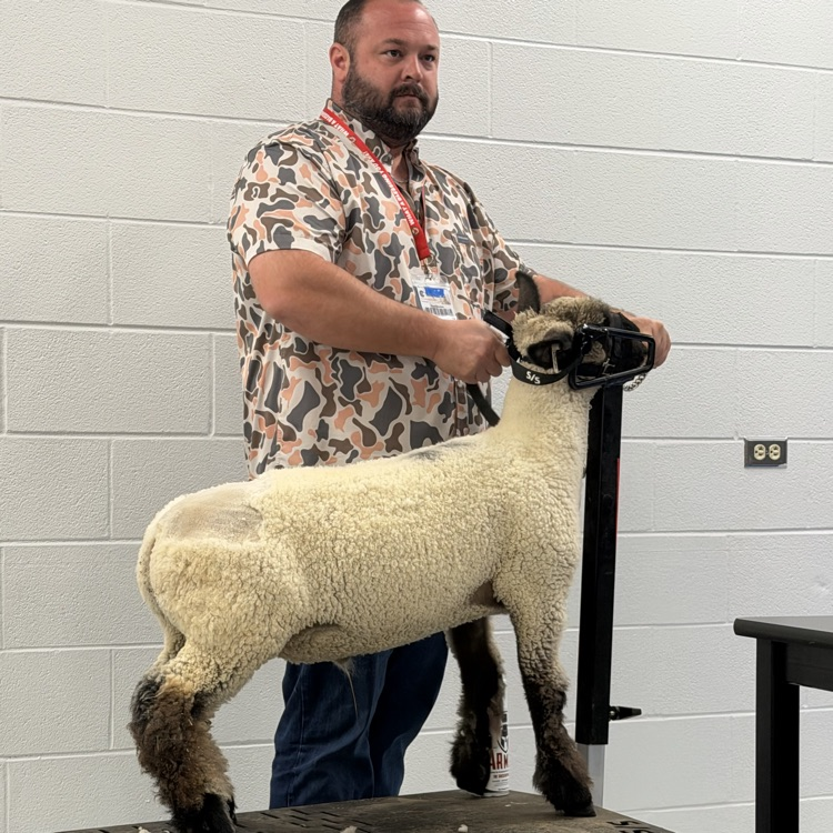 Students in advanced animal science learning the different types/layers of wool while they sheer a lamb
