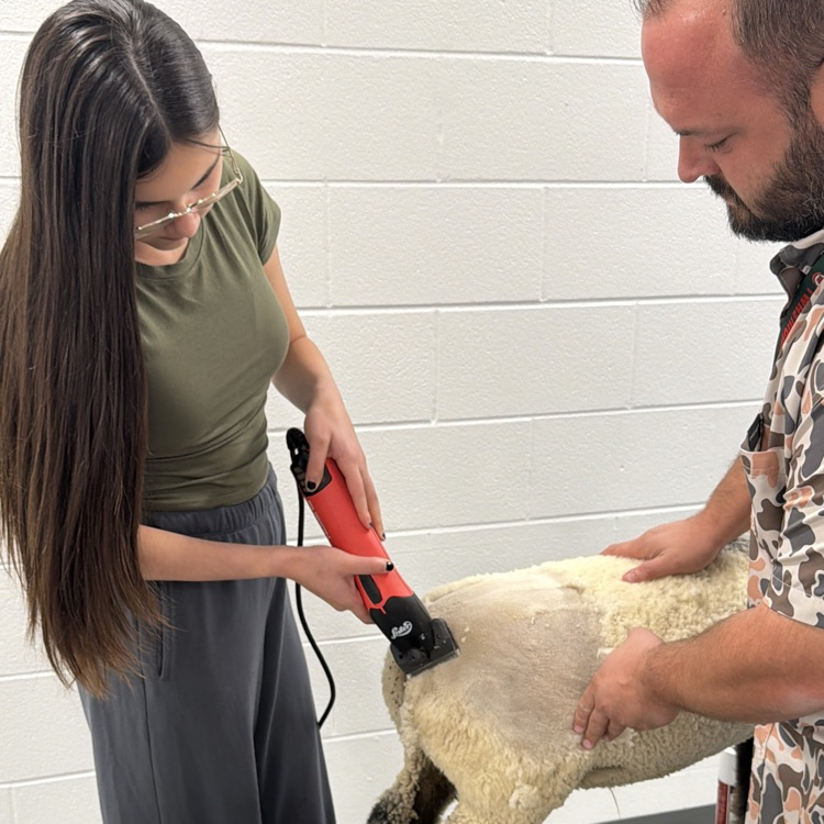 Students in advanced animal science learning the different types/layers of wool while they sheer a lamb