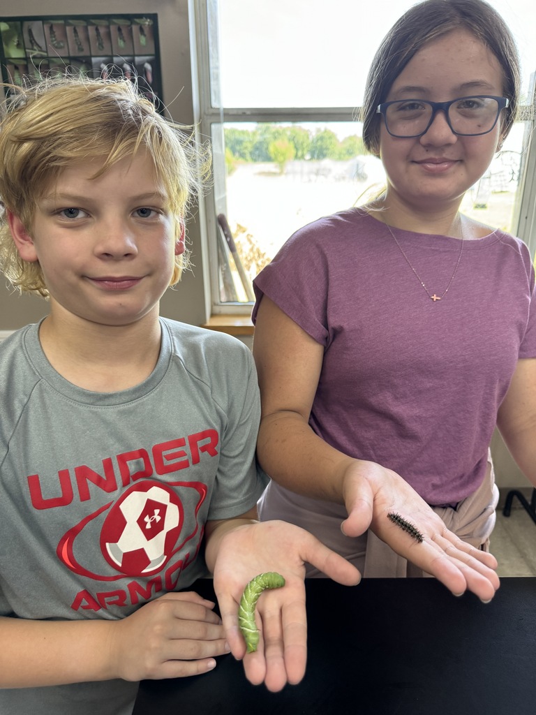 Students are studying caterpillars and butterflies