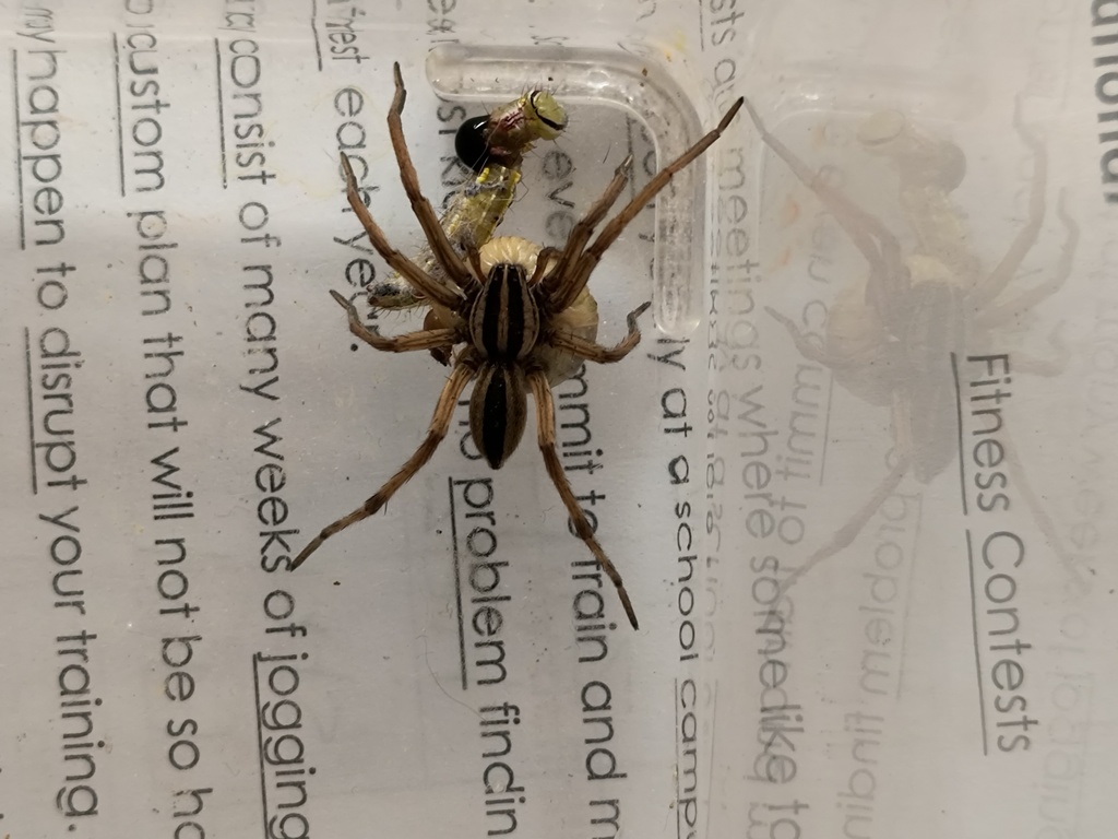 Third Grade Research