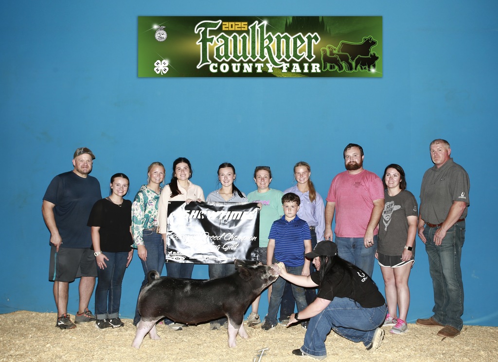Conway FFA students showing livestock
