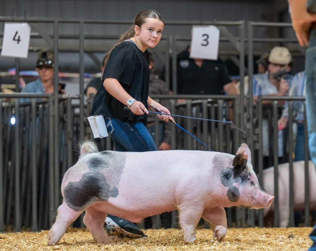 Conway FFA students showing livestock