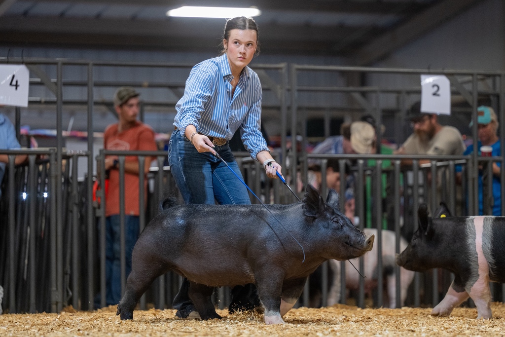 Conway FFA students showing livestock