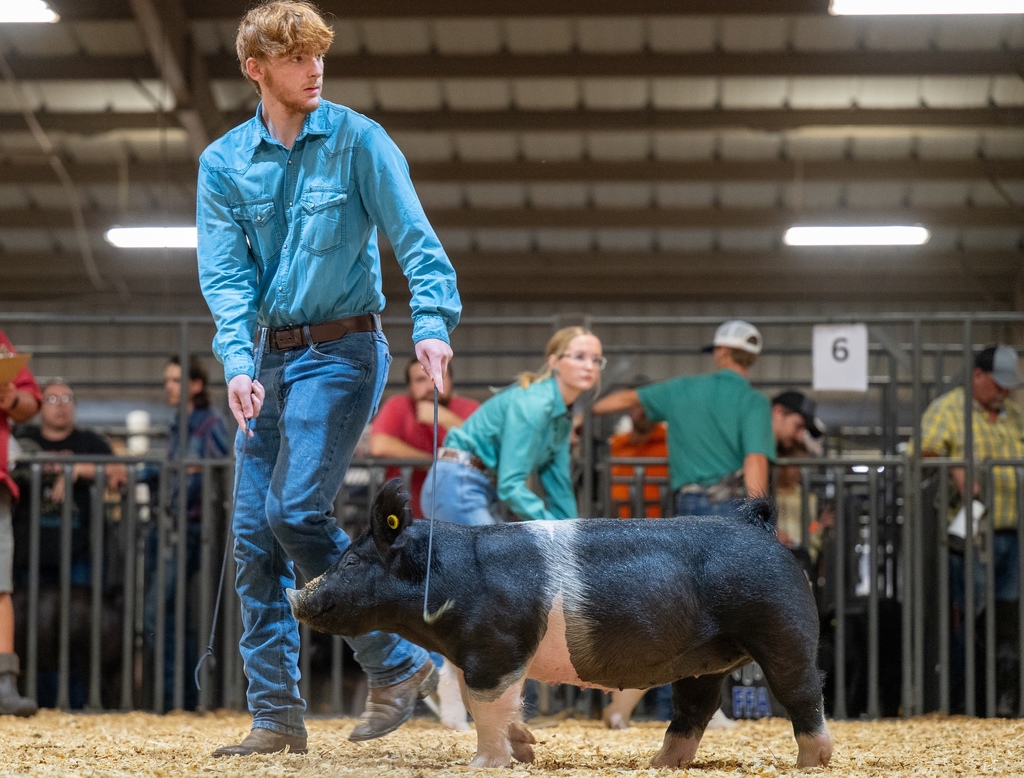 Conway FFA students showing livestock