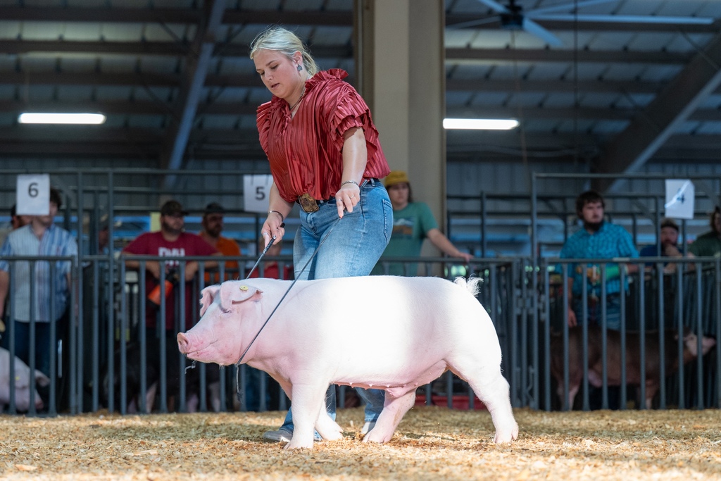 Conway FFA students showing livestock