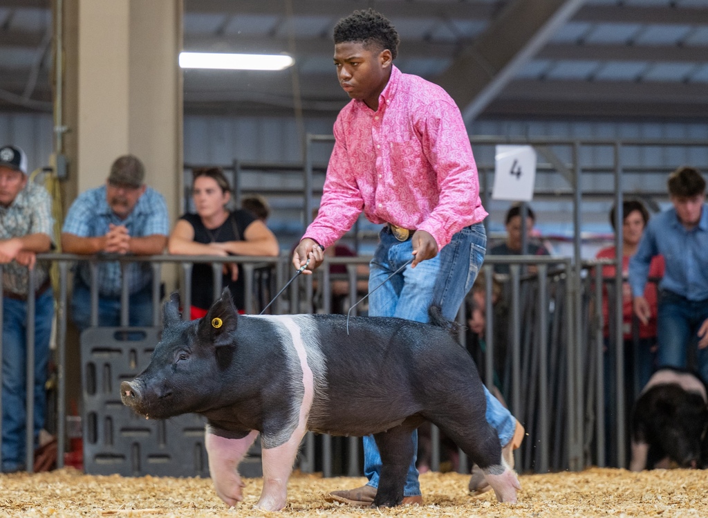 Conway FFA students showing livestock