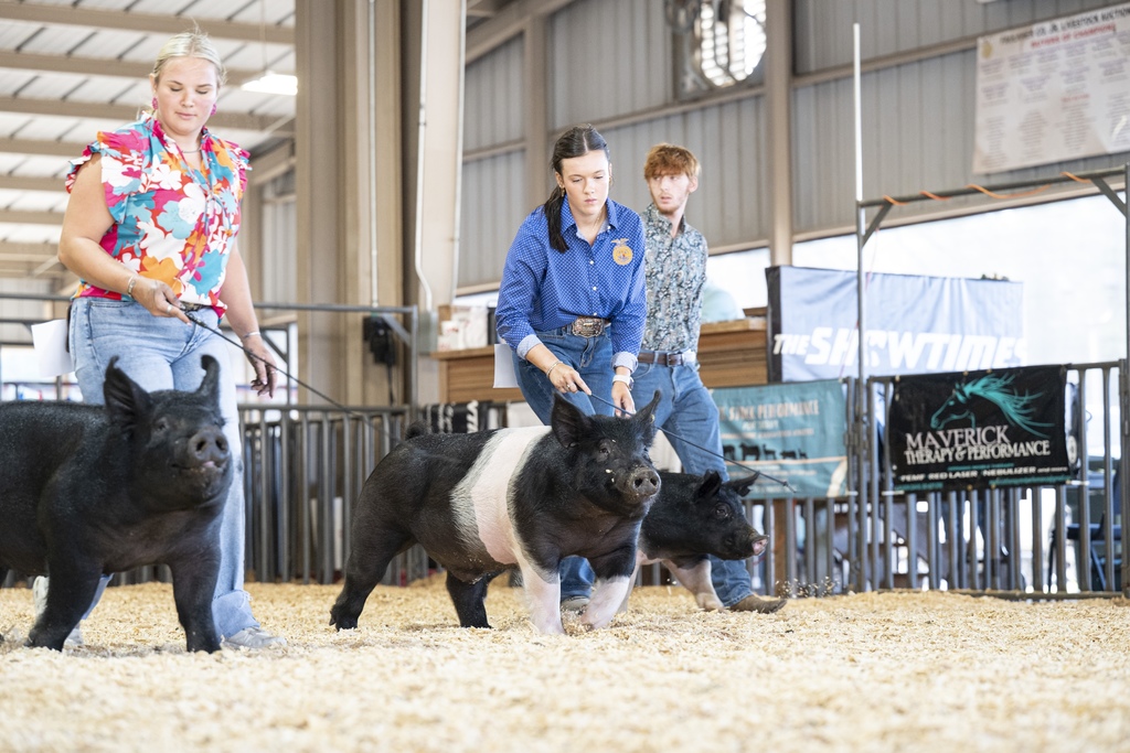 Conway FFA students showing livestock