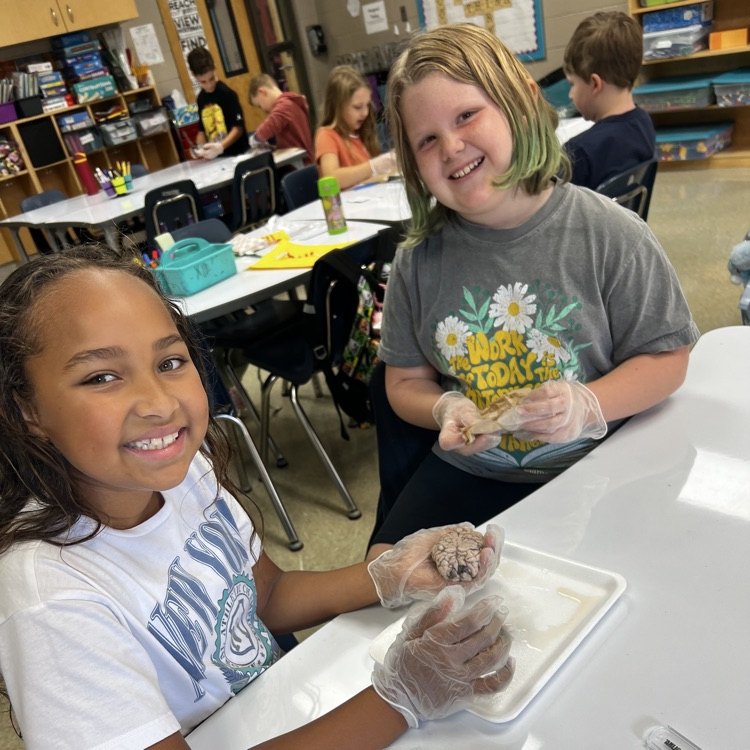 “Wrapping up our mini brain unit with hands-on discovery! 🧠 Students explored real sheep brains through dissection and then applied their learning by building creative neuron models to show how messages travel in the brain.”
