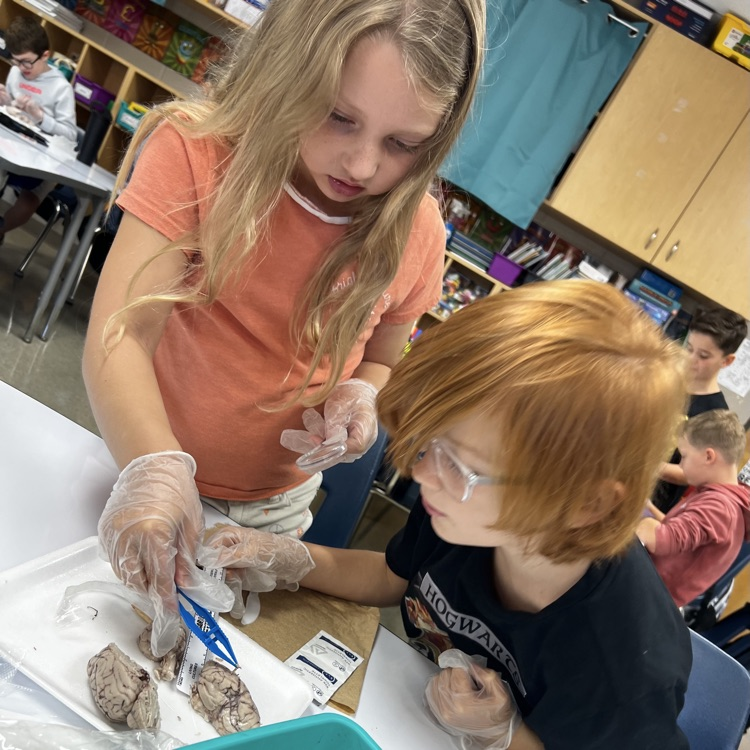 “Wrapping up our mini brain unit with hands-on discovery! 🧠 Students explored real sheep brains through dissection and then applied their learning by building creative neuron models to show how messages travel in the brain.”