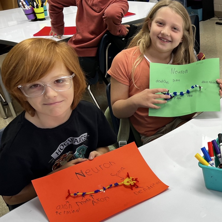 “Wrapping up our mini brain unit with hands-on discovery! 🧠 Students explored real sheep brains through dissection and then applied their learning by building creative neuron models to show how messages travel in the brain.”