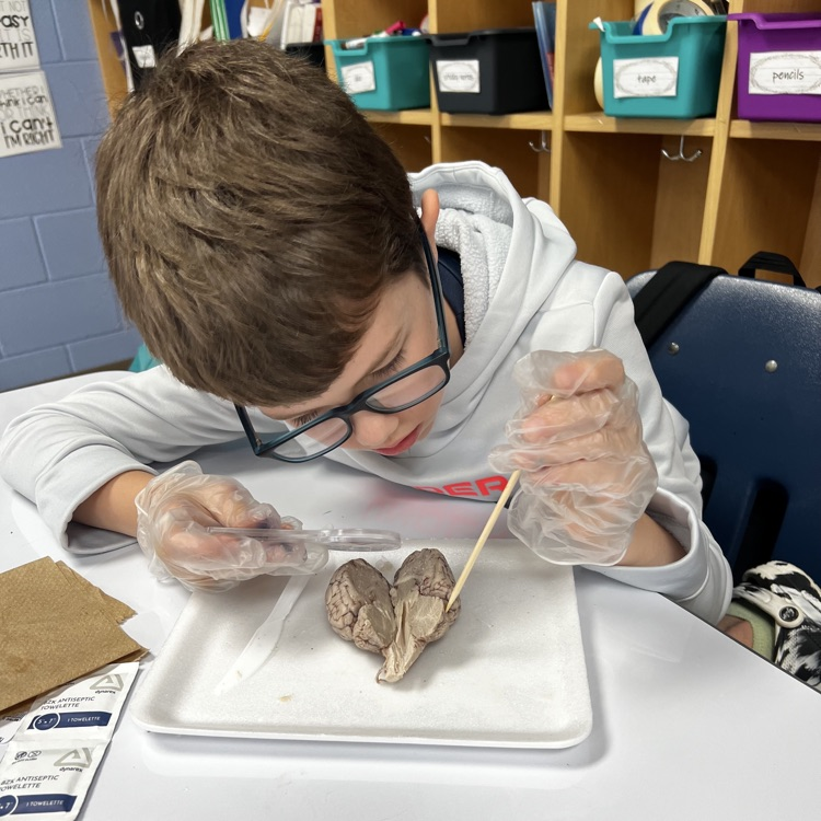 “Wrapping up our mini brain unit with hands-on discovery! 🧠 Students explored real sheep brains through dissection and then applied their learning by building creative neuron models to show how messages travel in the brain.”