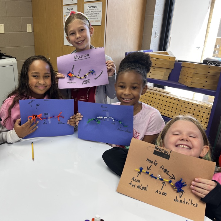 “Wrapping up our mini brain unit with hands-on discovery! 🧠 Students explored real sheep brains through dissection and then applied their learning by building creative neuron models to show how messages travel in the brain.”