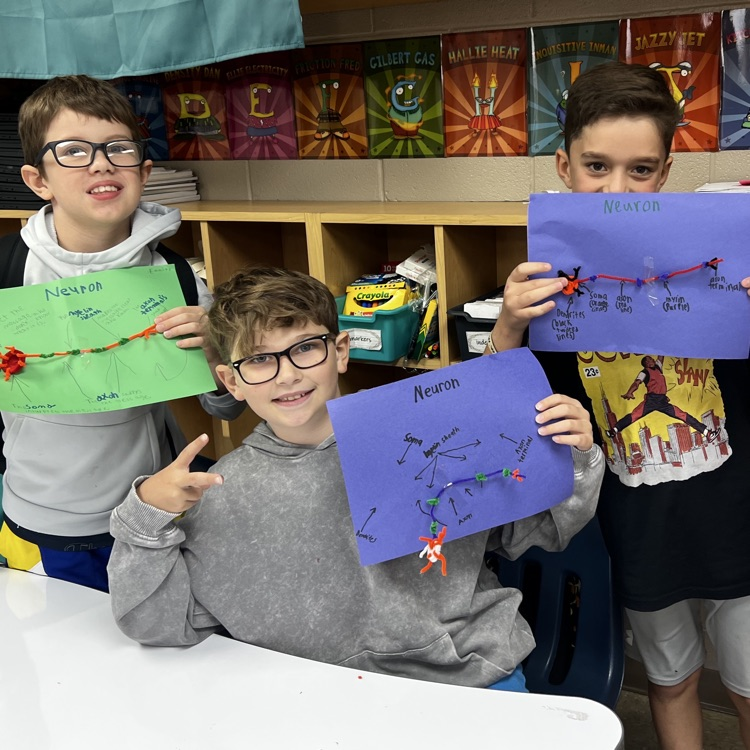 “Wrapping up our mini brain unit with hands-on discovery! 🧠 Students explored real sheep brains through dissection and then applied their learning by building creative neuron models to show how messages travel in the brain.”