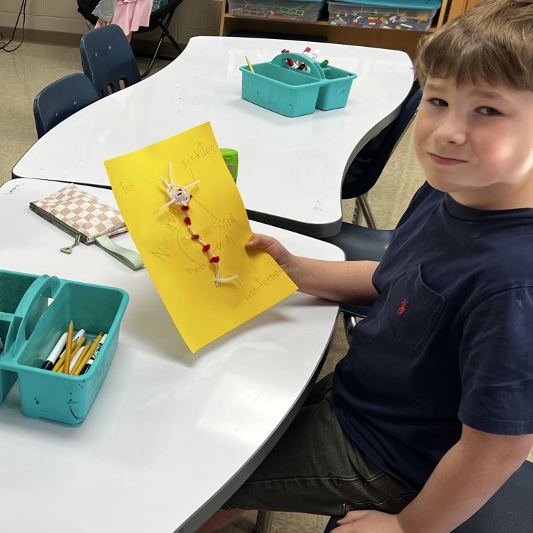 “Wrapping up our mini brain unit with hands-on discovery! 🧠 Students explored real sheep brains through dissection and then applied their learning by building creative neuron models to show how messages travel in the brain.”