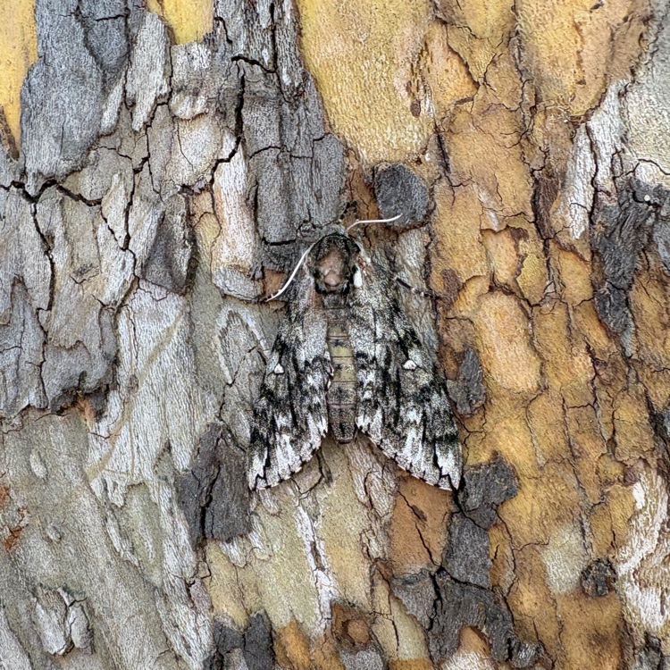 moth on tree