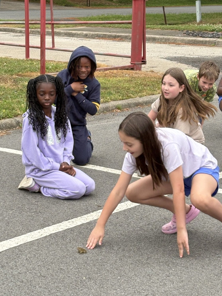 toad races