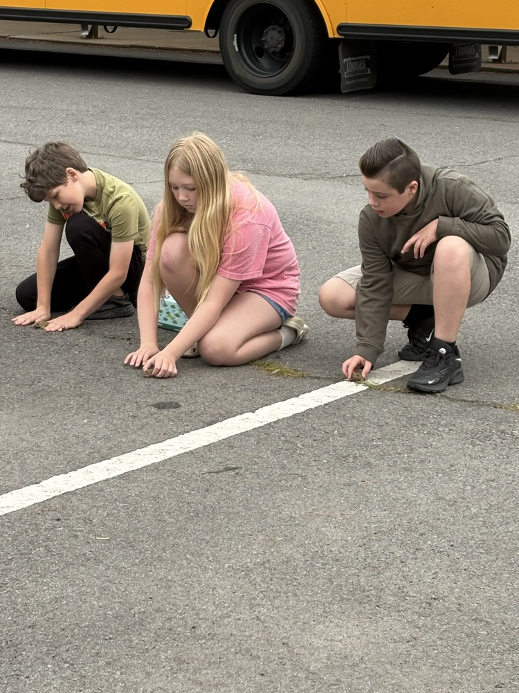 toad races