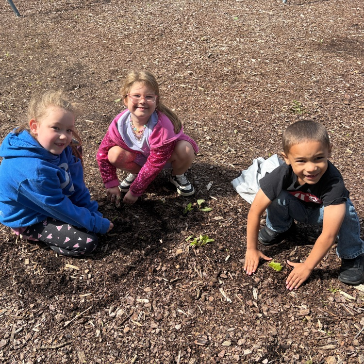 planting