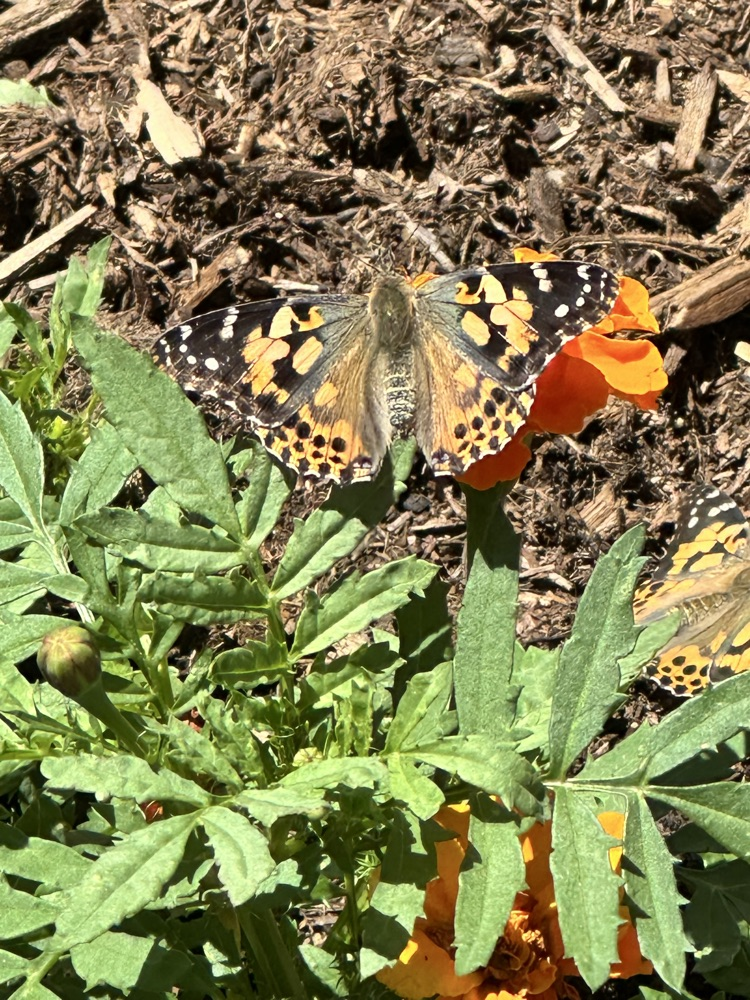 After observing their caterpillars go through all of the stages of metamorphosis, Mrs. Rogoff’s class was finally able to release lots of butterflies into the butterfly garden. We hope they stick around the Pollinator Playground!