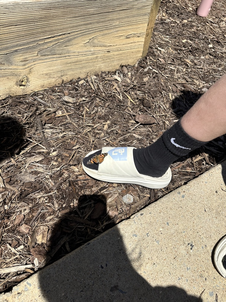 After observing their caterpillars go through all of the stages of metamorphosis, Mrs. Rogoff’s class was finally able to release lots of butterflies into the butterfly garden. We hope they stick around the Pollinator Playground!