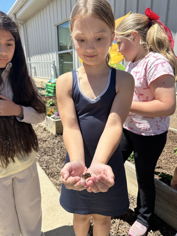 After observing their caterpillars go through all of the stages of metamorphosis, Mrs. Rogoff’s class was finally able to release lots of butterflies into the butterfly garden. We hope they stick around the Pollinator Playground!