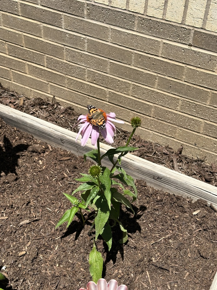 After observing their caterpillars go through all of the stages of metamorphosis, Mrs. Rogoff’s class was finally able to release lots of butterflies into the butterfly garden. We hope they stick around the Pollinator Playground!