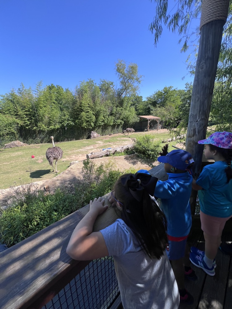 Ms. Lisa’s class had the best day at the Little Rock Zoo! It was perfect weather so we were able to see all of the animals we have been studying about in class!  🐯🦁🐍🦓🦍🐘