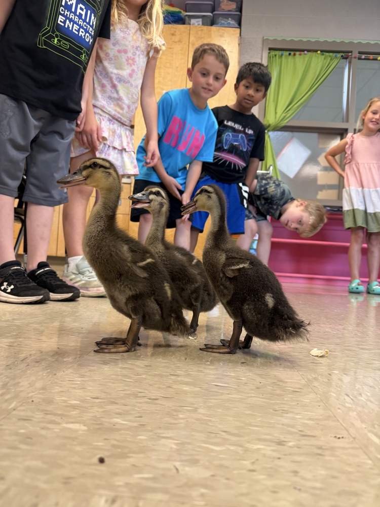 ducks 