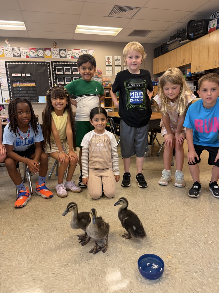 ducks 