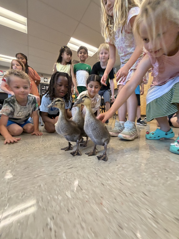 ducks 