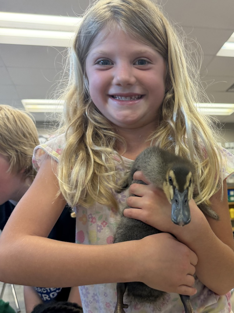 ducks 