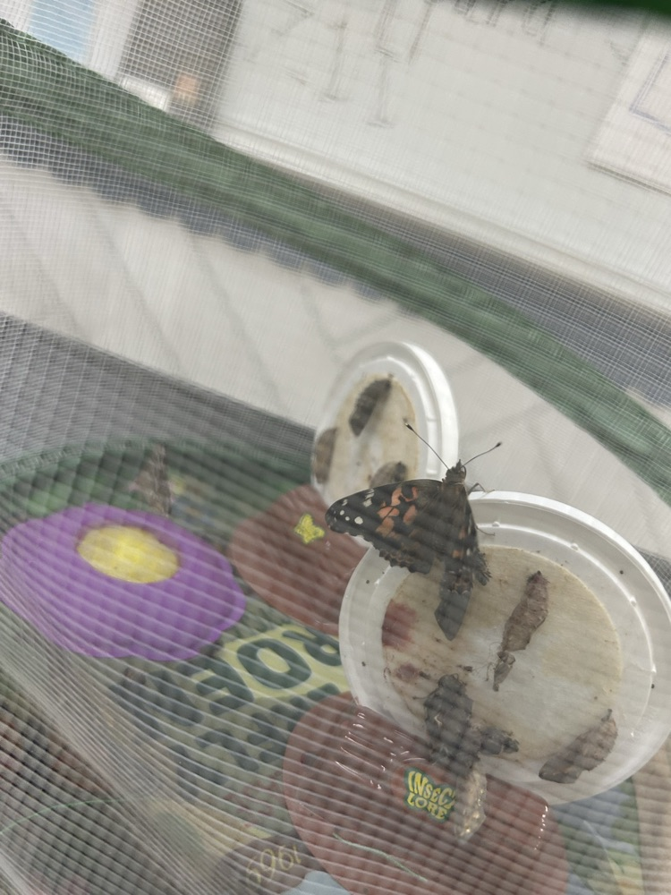 GT students releasing butterflies