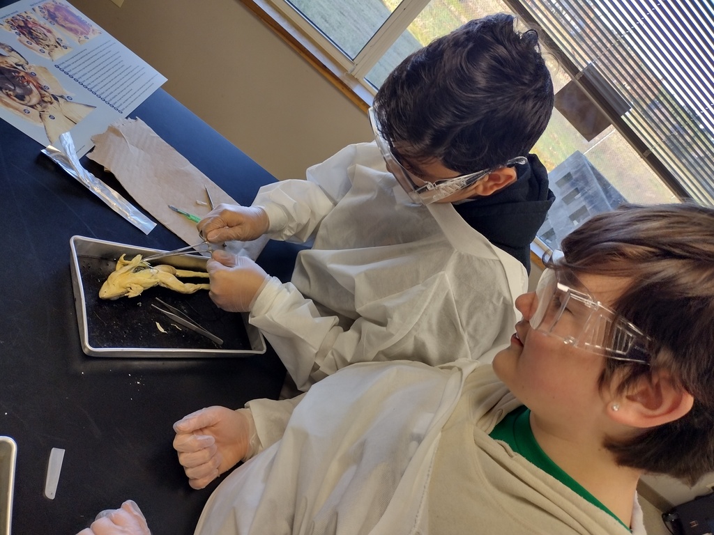 7th graders dissecting frogs