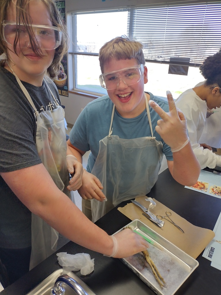 7th graders dissecting frogs