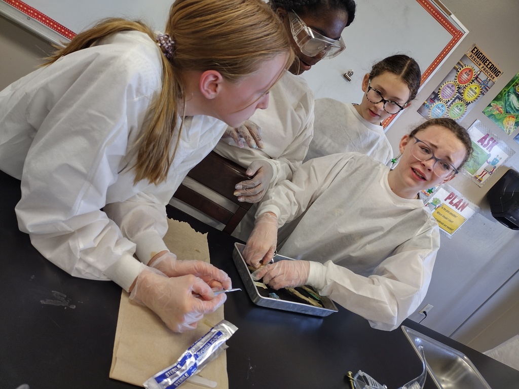 7th graders dissecting frogs
