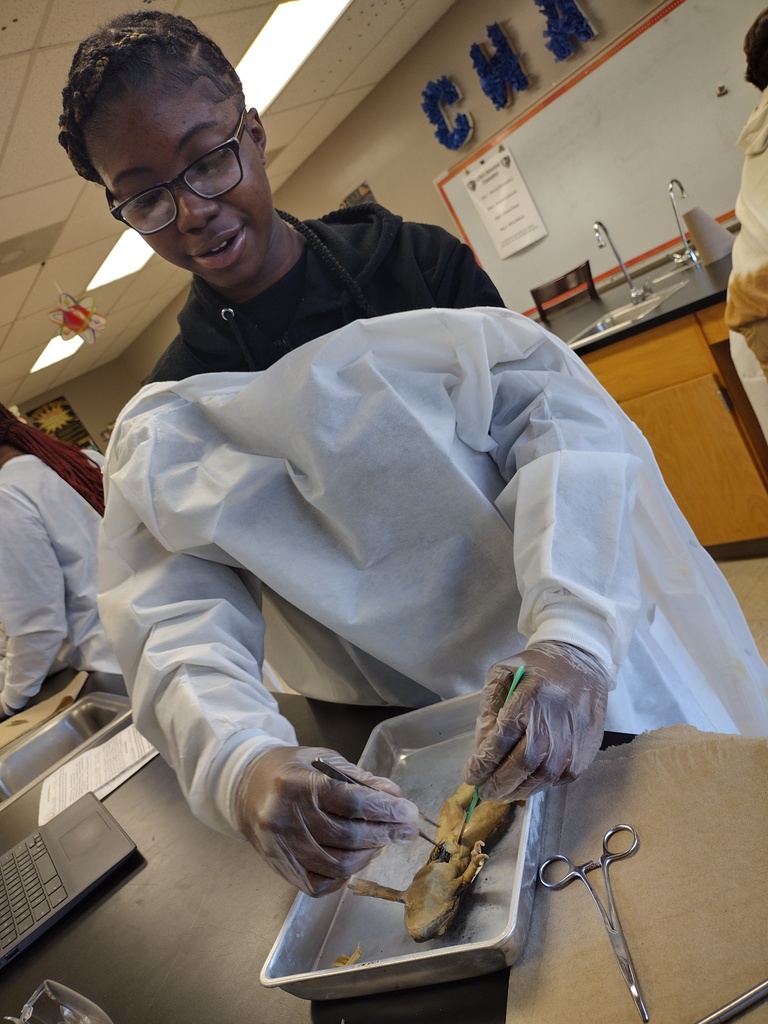 7th graders dissecting frogs