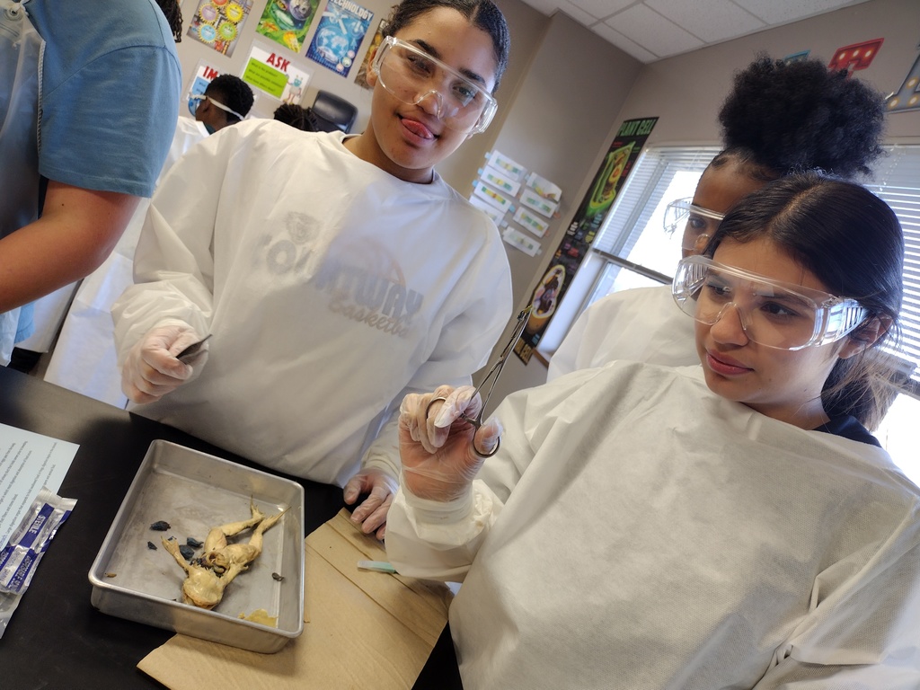 7th graders dissecting frogs