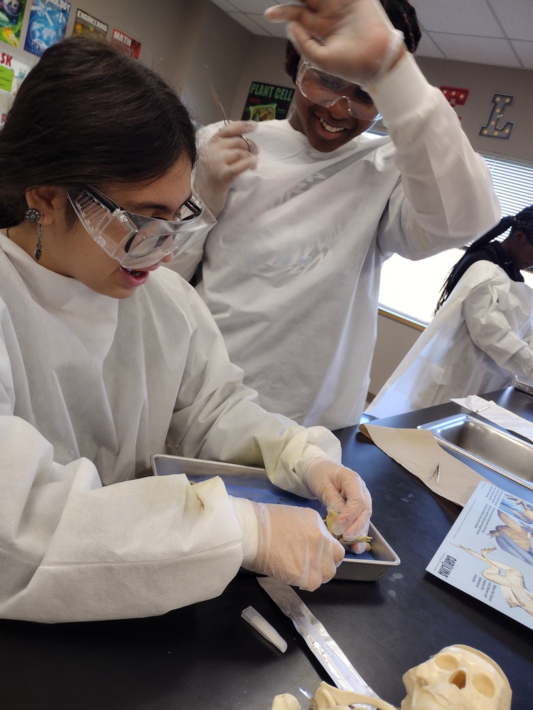 7th graders dissecting frogs